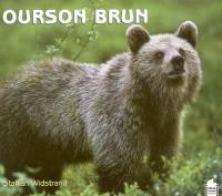 Ourson brun