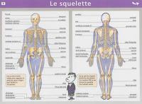 Le squelette, les muscles