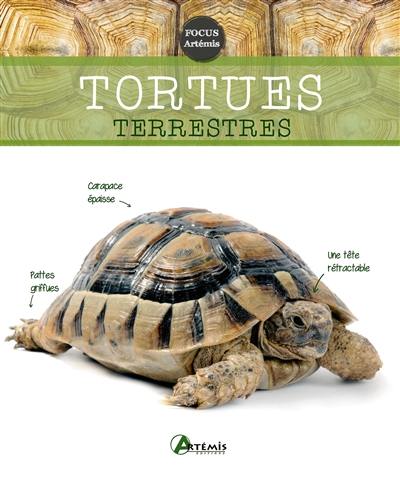 Les tortues terrestres