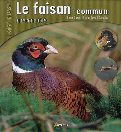 Le faisan commun : la reconquête