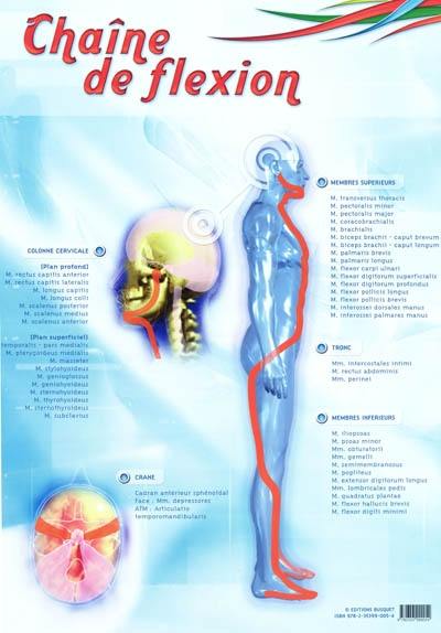 Lot de 7 posters des chaînes physiologiques