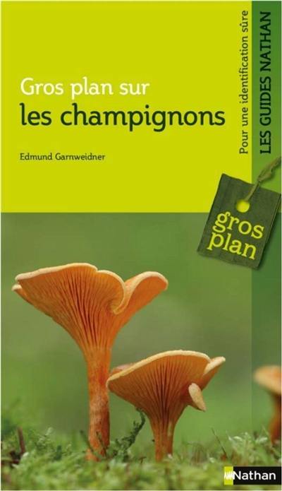 Gros plan sur les champignons