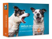 Drôles de chiens : l'agenda-calendrier 2025