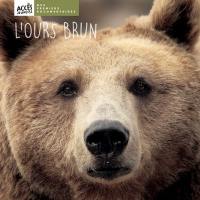 L'ours brun