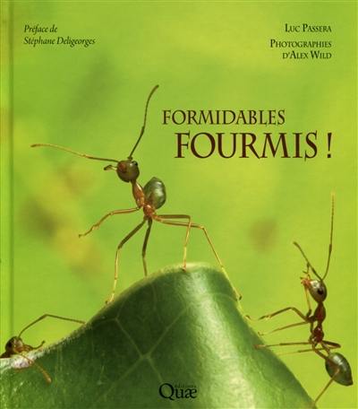 Formidables fourmis !