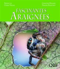 Fascinantes araignées