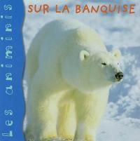 Sur la banquise