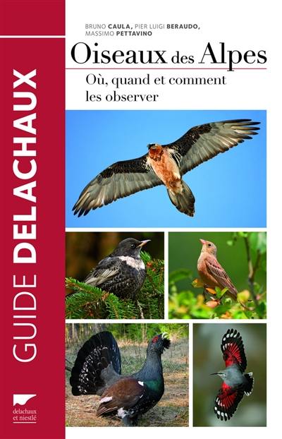 Oiseaux des Alpes : où, quand et comment les observer