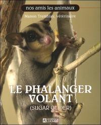 Le phalanger volant (sugar glider)