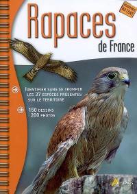 Rapaces de France : identifier sans se tromper les 37 espèces présentes sur le territoire