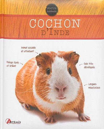 Cochon d'Inde