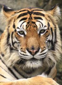 Tigre