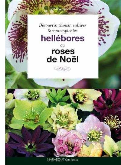 Hellébores, roses de Noël