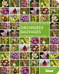 Orchidées sauvages