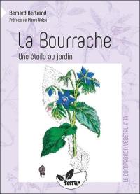 La bourrache : une étoile au jardin !