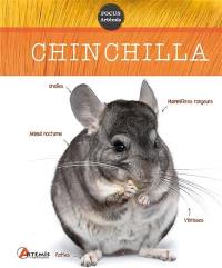 Chinchilla