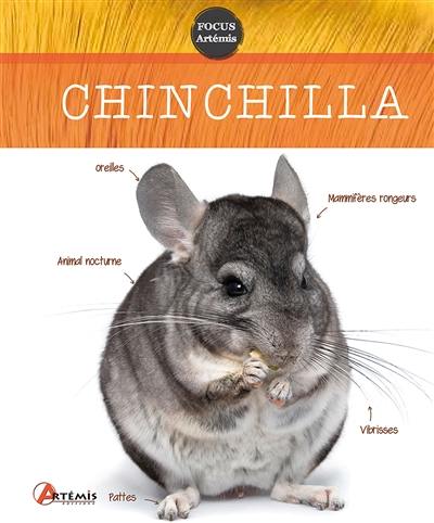 Chinchilla