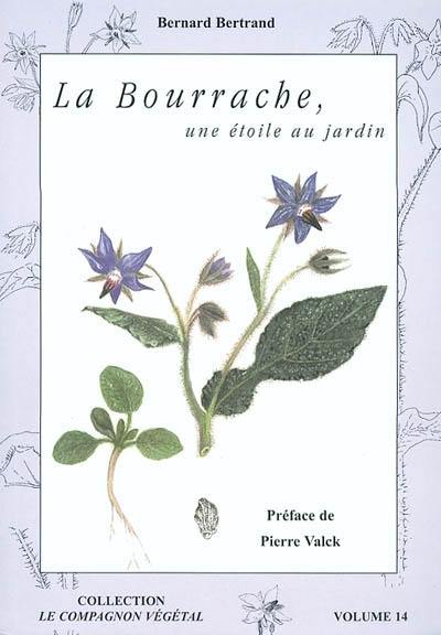 La bourrache : une étoile au jardin !