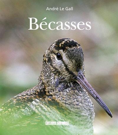 Bécasses