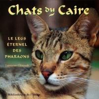 Chats du Caire : le legs éternel des pharaons