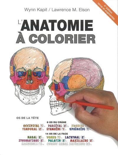 L'anatomie à colorier