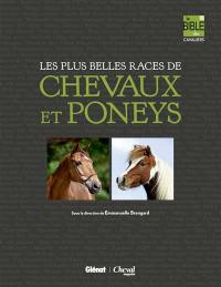 Les plus belles races de chevaux et poneys