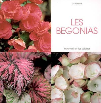 Les bégonias : les choisir et les soigner