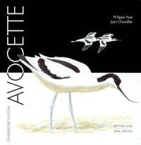 Avocette