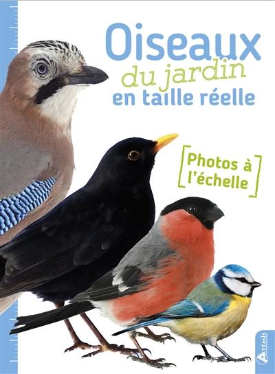 Oiseaux du jardin en taille réelle