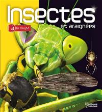 Insectes et araignées