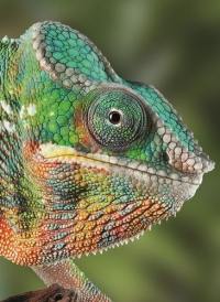 Caméléon