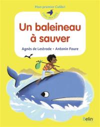 Un baleineau à sauver