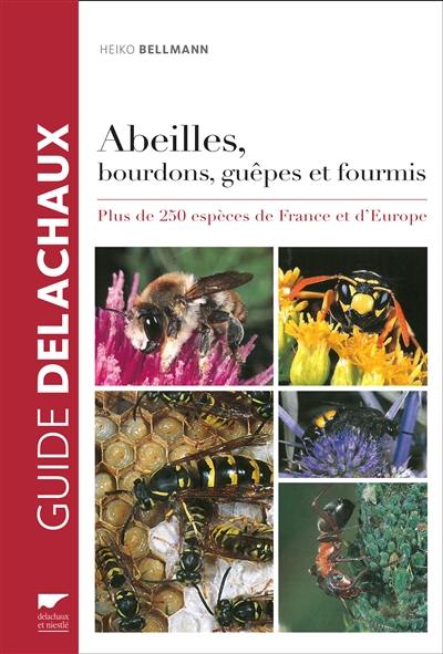 Abeilles, bourdons, guêpes et fourmis : plus de 250 espèces de France et d'Europe