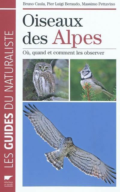 Oiseaux des Alpes : où, quand et comment les observer