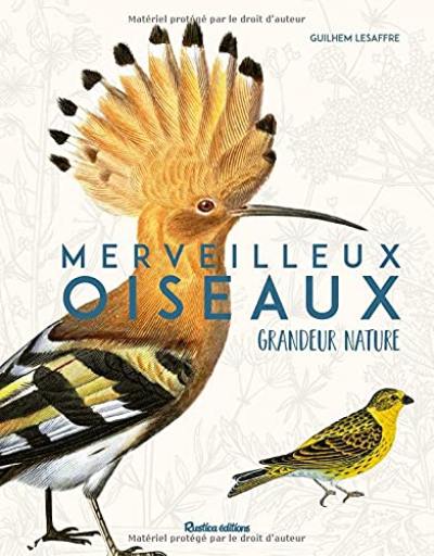 Merveilleux oiseaux grandeur nature