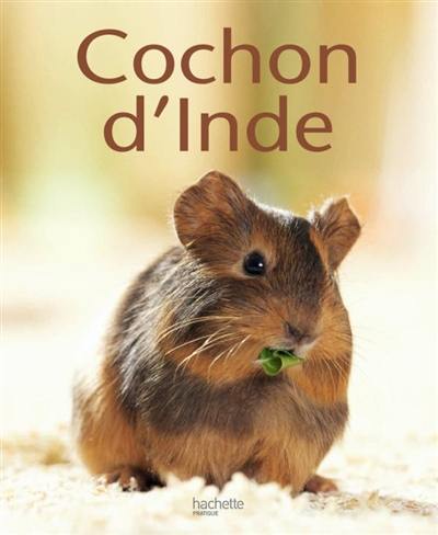 Cochon d'Inde