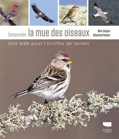 Comprendre la mue des oiseaux : une aide pour l'ornitho de terrain