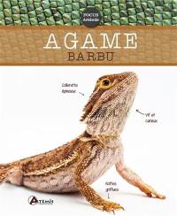 Agame barbu