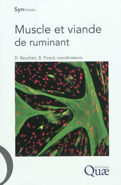 Muscle et viande de ruminant