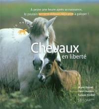 Chevaux en liberté : à peine une heure après sa naissance, le poulain se tient debout, déjà prêt à galoper !