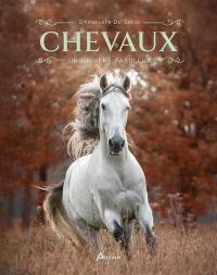 Chevaux : un univers fabuleux