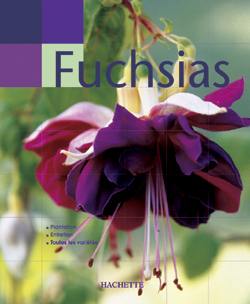 Fuchsias