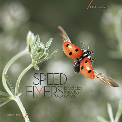 Speed flyers : le vol des insectes révélé