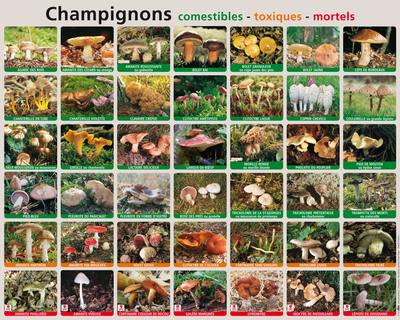 Champignons : comestibles, toxiques, mortels