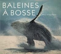 Baleines à bosses