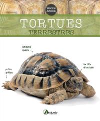 Les tortues terrestres