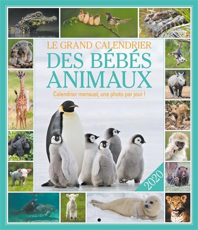 Le grand calendrier des bébés animaux 2020 : calendrier mensuel, une photo par jour !