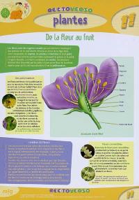 De la fleur au fruit