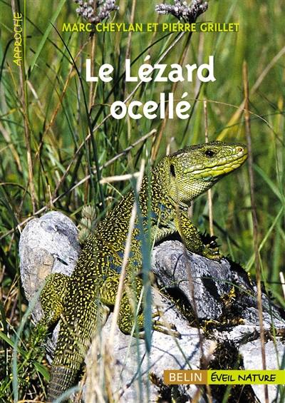 Le lézard ocellé