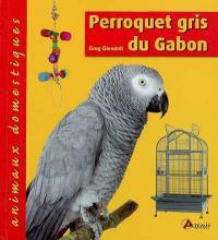 Perroquet gris du Gabon